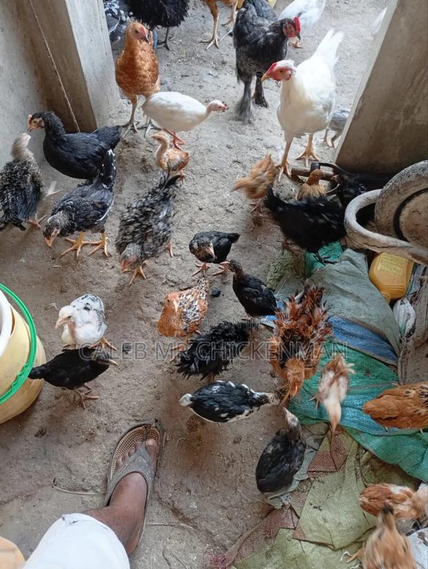 Day Old Chicks - thumbnail 3