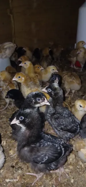 Day Old Chicks