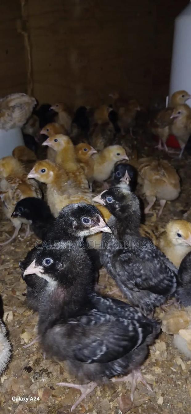 Day Old Chicks - thumbnail 4