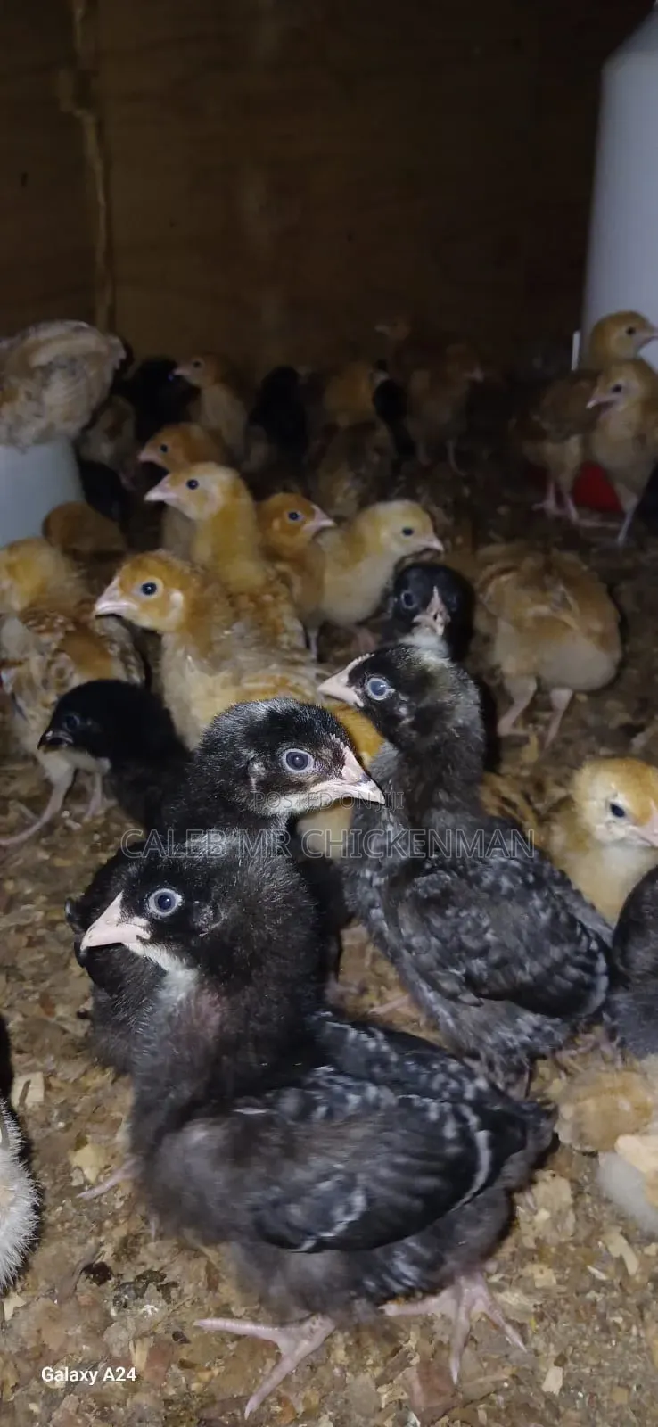 Day Old Chicks