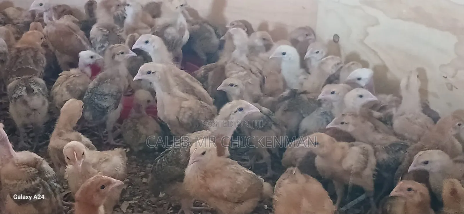 Day Old Chicks