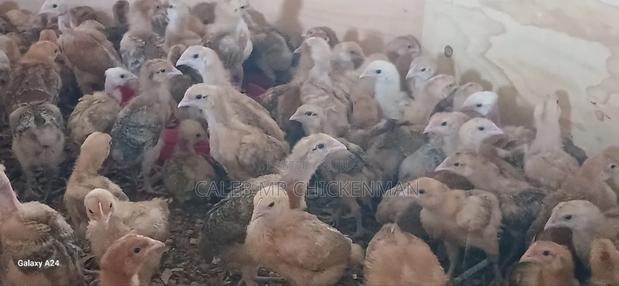 Day Old Chicks - thumbnail 5