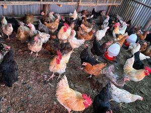 3 Days Old Chicks - main view