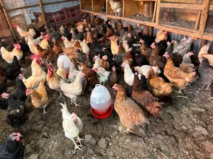 3 Days Old Chicks