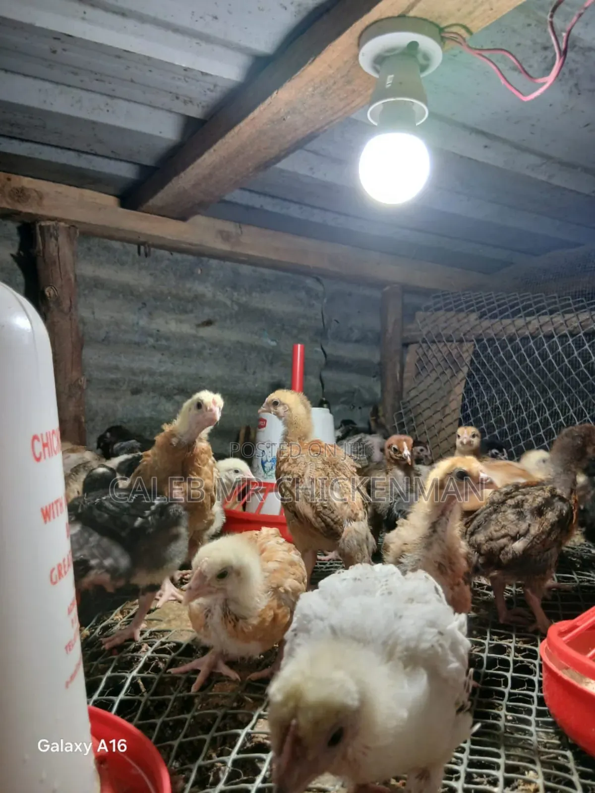 3 Days Old Chicks