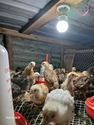3 Days Old Chicks