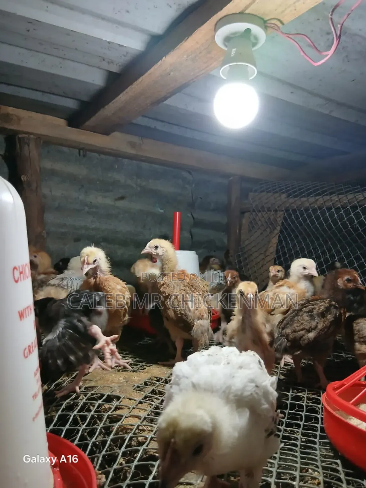 3 Days Old Chicks