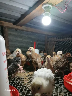 3 Days Old Chicks
