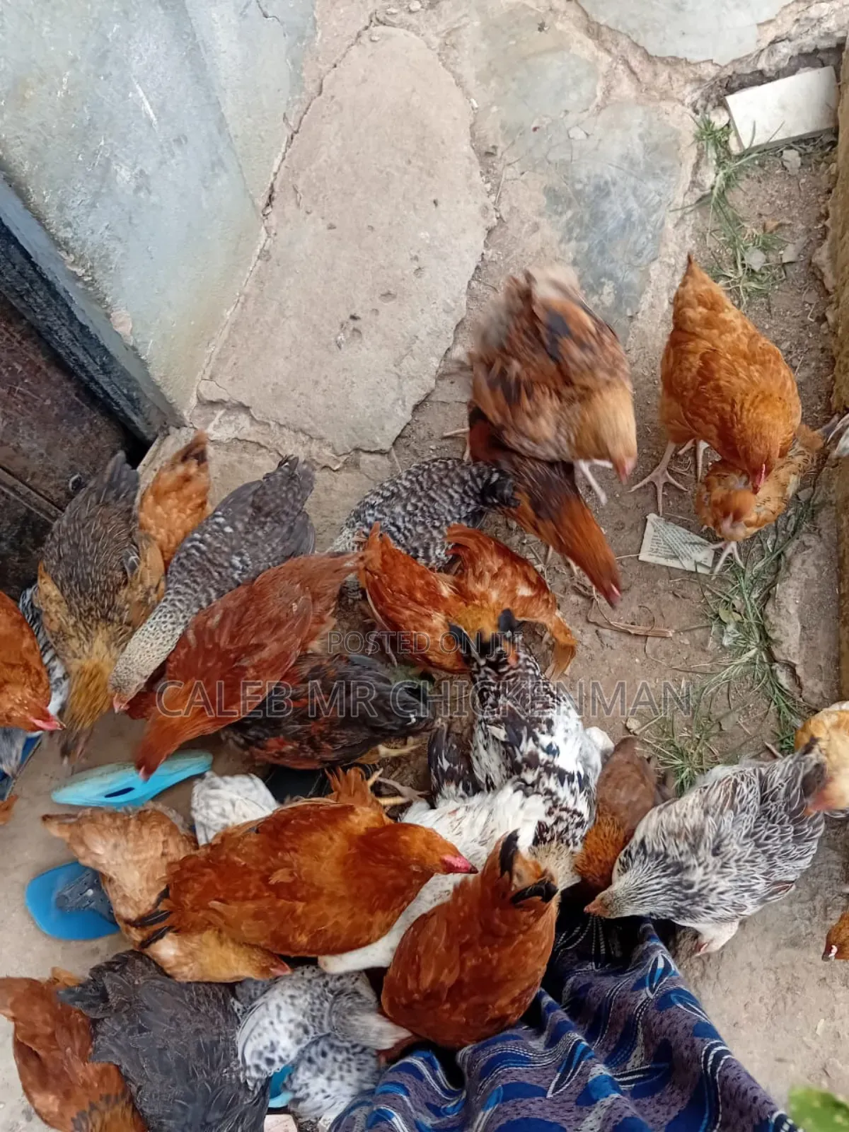 3 Days Old Chicks