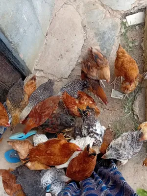 3 Days Old Chicks