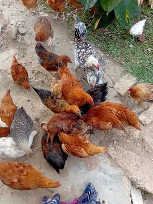3days Old Chicks Improved Kienyeji Chicks - thumbnail 2