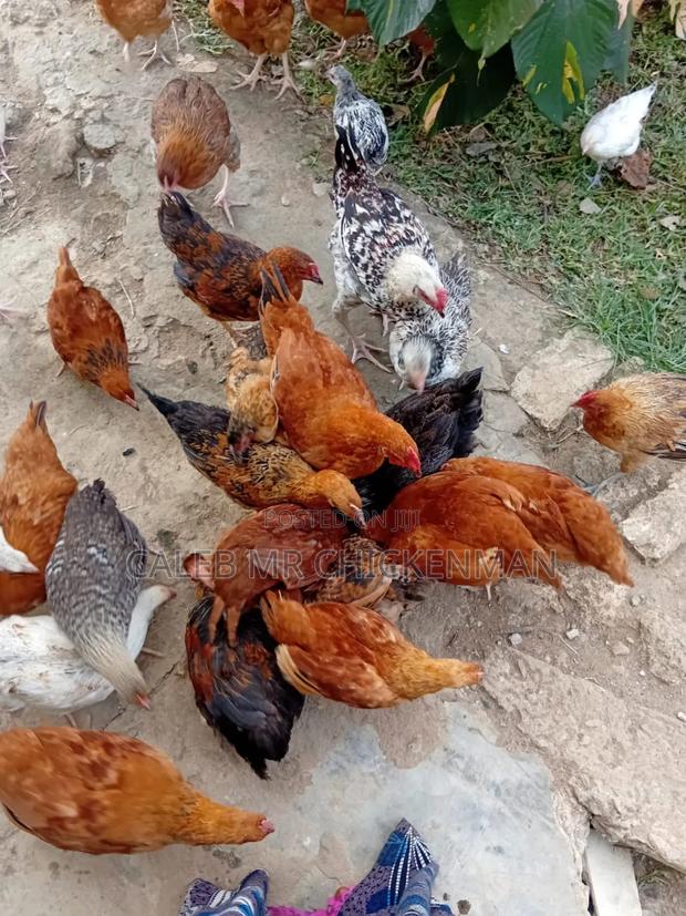 3days Old Chicks Improved Kienyeji Chicks - main view
