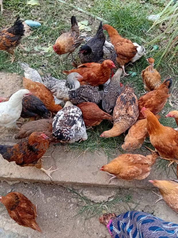 3days Old Chicks Improved Kienyeji Chicks - thumbnail 3