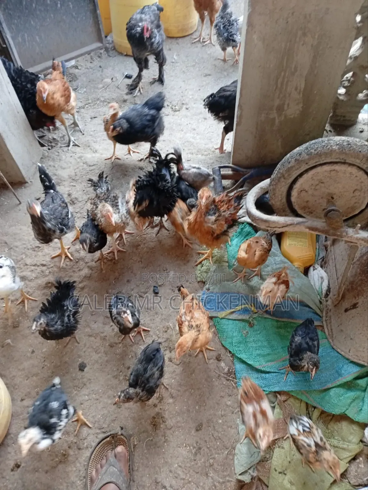 3days Old Chicks Improved Kienyeji Chicks
