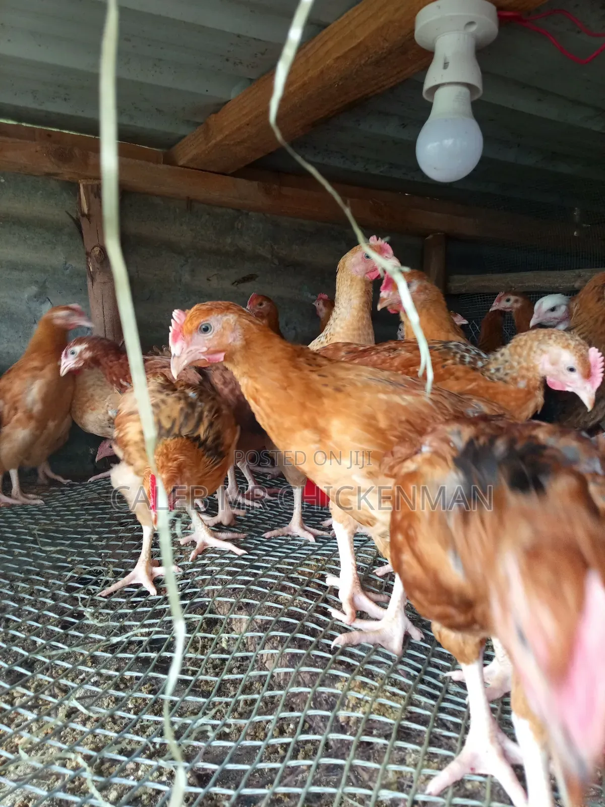 3days Old Chicks Improved Kienyeji Chicks