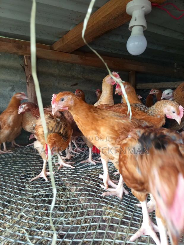 3days Old Chicks Improved Kienyeji Chicks - thumbnail 5