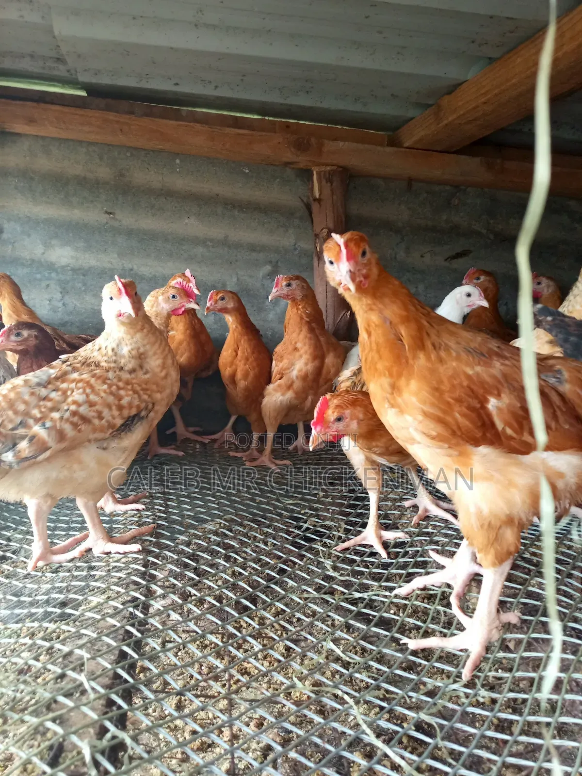 3days Old Chicks Improved Kienyeji Chicks