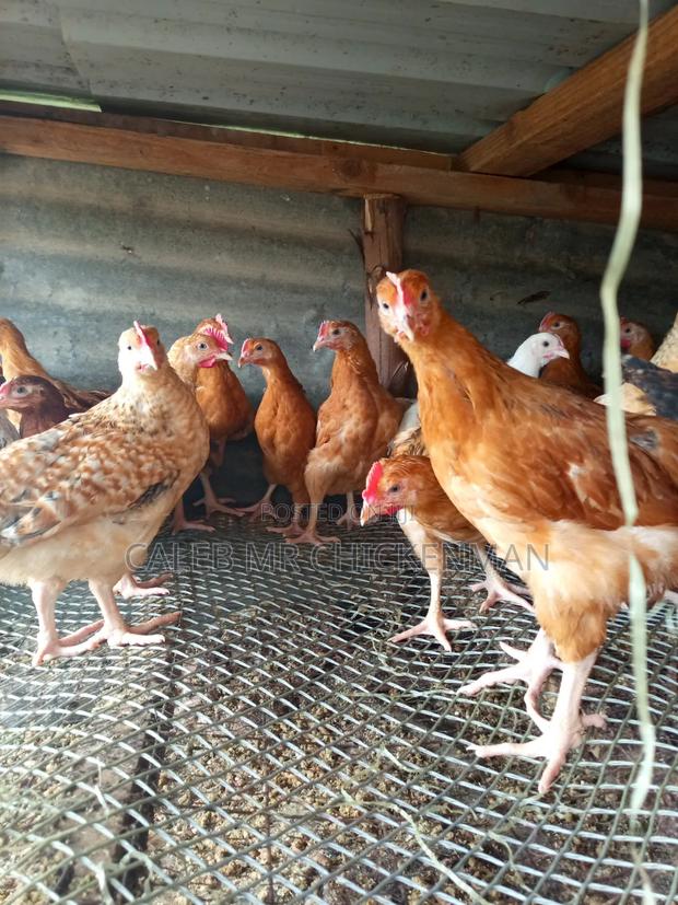 3days Old Chicks Improved Kienyeji Chicks - thumbnail 6