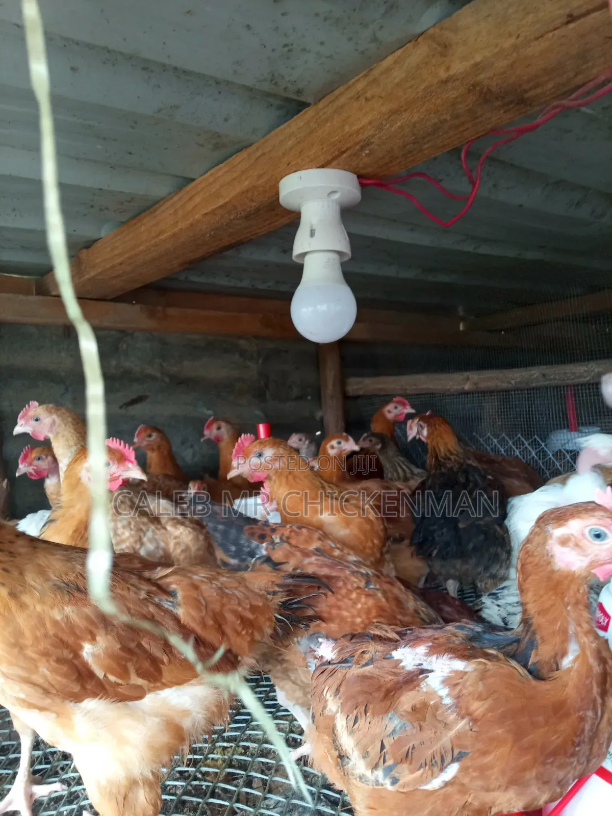 3days Old Chicks Improved Kienyeji Chicks