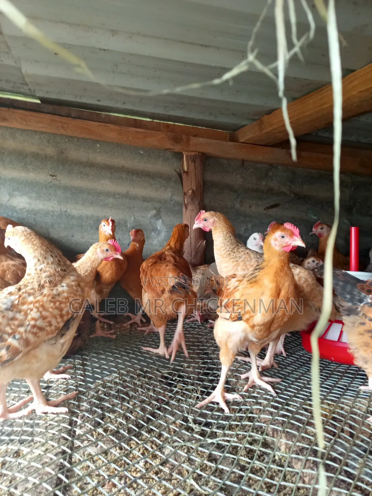 3days Old Chicks Improved Kienyeji Chicks