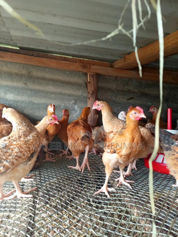 3days Old Chicks Improved Kienyeji Chicks - thumbnail 8