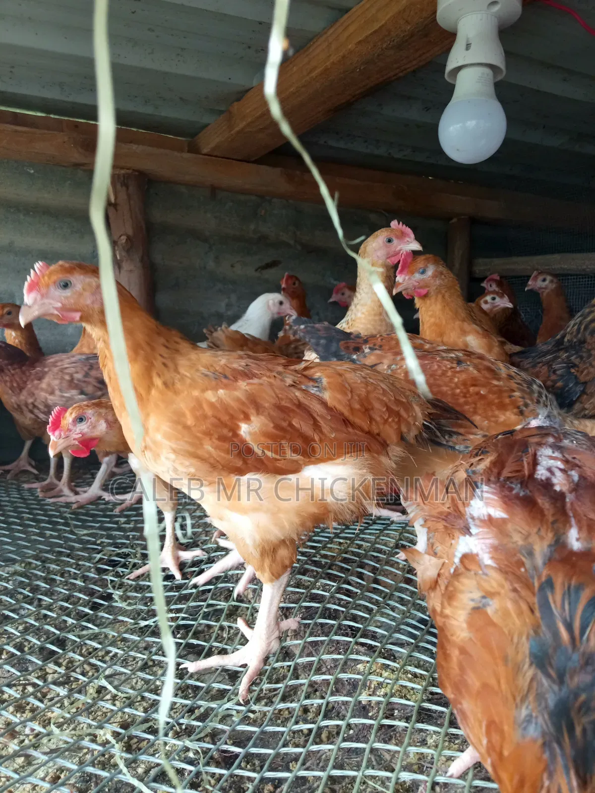 3days Old Chicks Improved Kienyeji Chicks