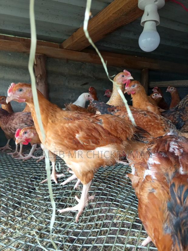 3days Old Chicks Improved Kienyeji Chicks - thumbnail 9