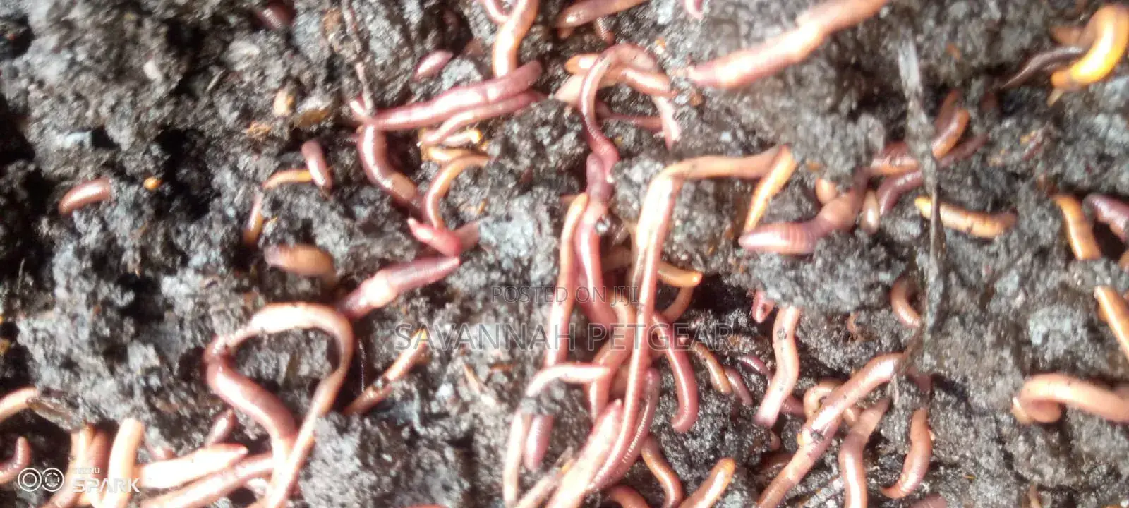 Red Wiggler Worms Red Worms for Propagation (Eisenia Fetida) - 5kg