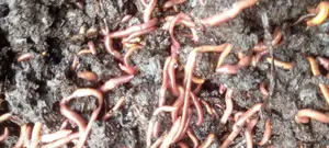 Red Wiggler Worms Red Worms for Propagation (Eisenia Fetida) - 5kg