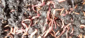 Red Wiggler Worms Red Worms for Propagation (Eisenia Fetida) - 5kg