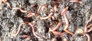 Red Wiggler Worms Red Worms for Propagation (Eisenia Fetida) - 5kg