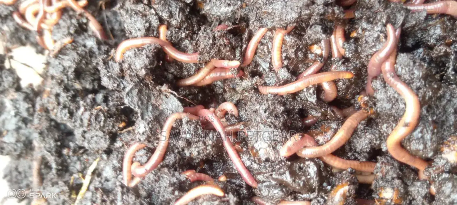 Red Wiggler Worms Red Worms for Propagation (Eisenia Fetida) - 5kg