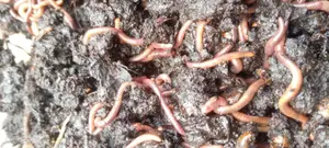 Red Wiggler Worms Red Worms for Propagation (Eisenia Fetida) - 5kg