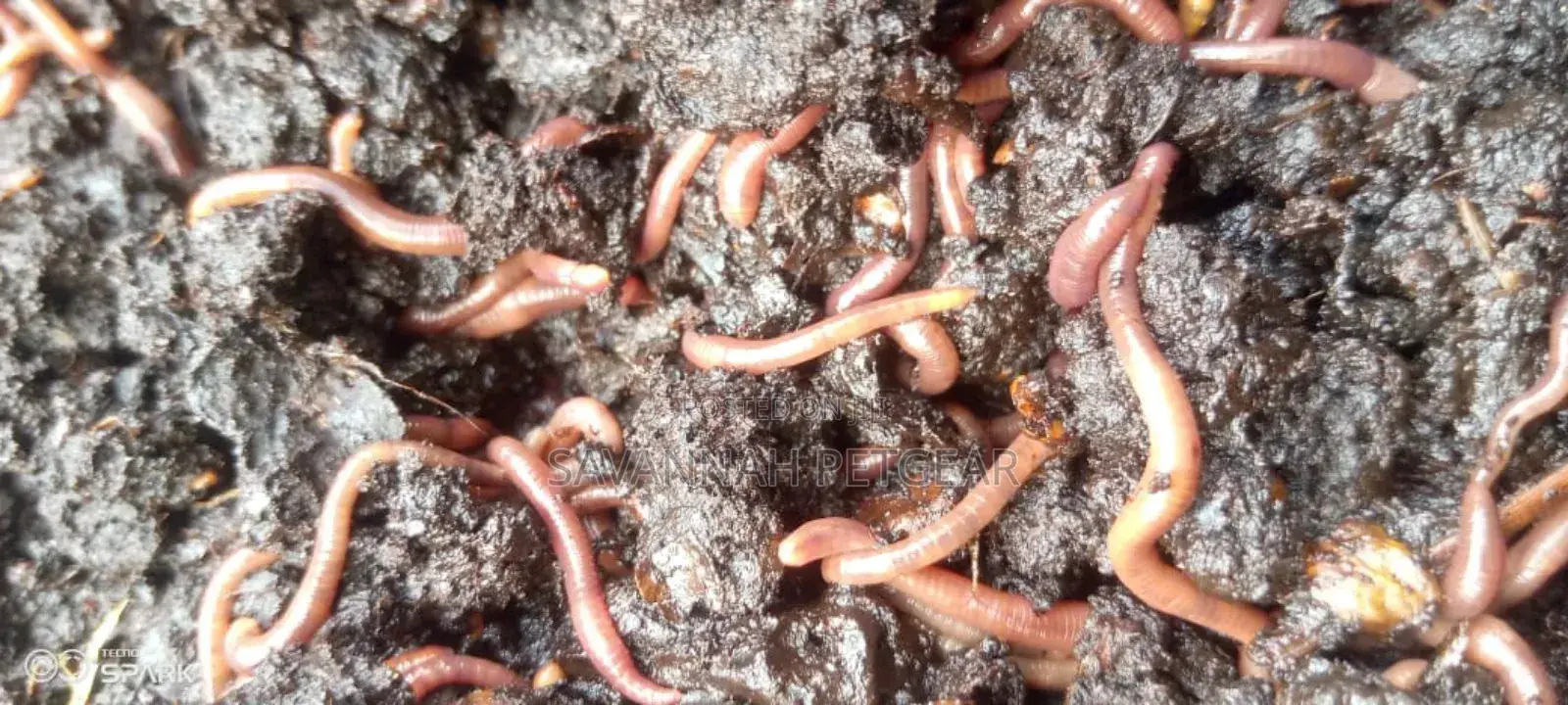 Red Wiggler Worms Red Worms for Propagation (Eisenia Fetida) - 5kg