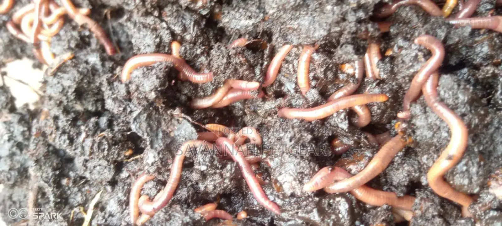 Red Wiggler Worms Red Worms for Propagation (Eisenia Fetida) - 5kg