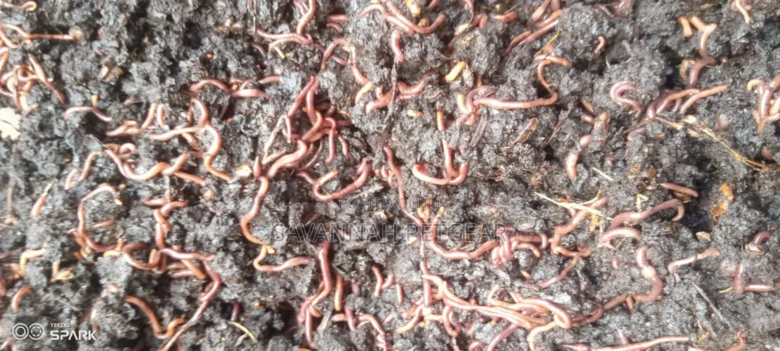 Red Wiggler Worms Red Worms for Propagation (Eisenia Fetida) - 5kg