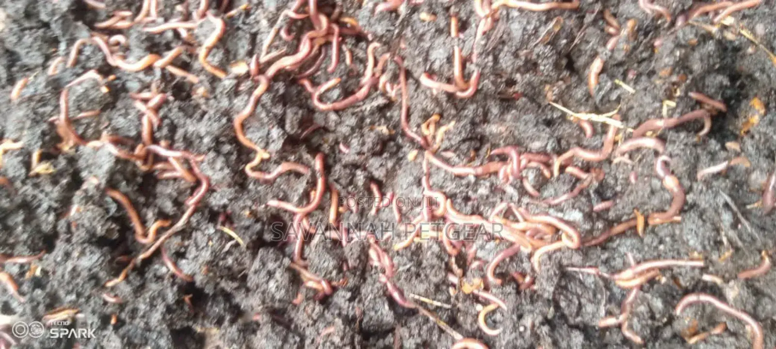 Red Wiggler Worms Red Worms for Propagation (Eisenia Fetida) - 5kg