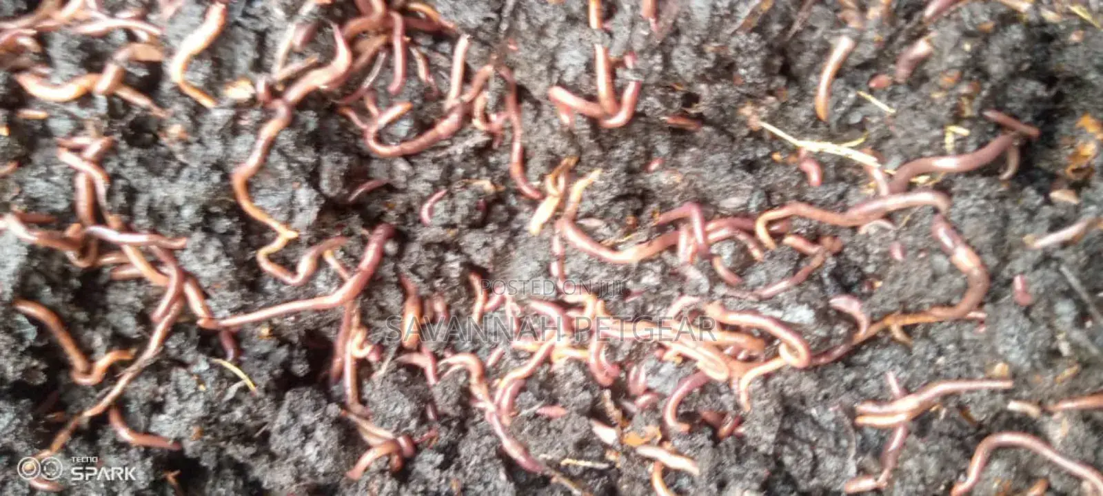 Red Wiggler Worms Red Worms for Propagation (Eisenia Fetida) - 5kg