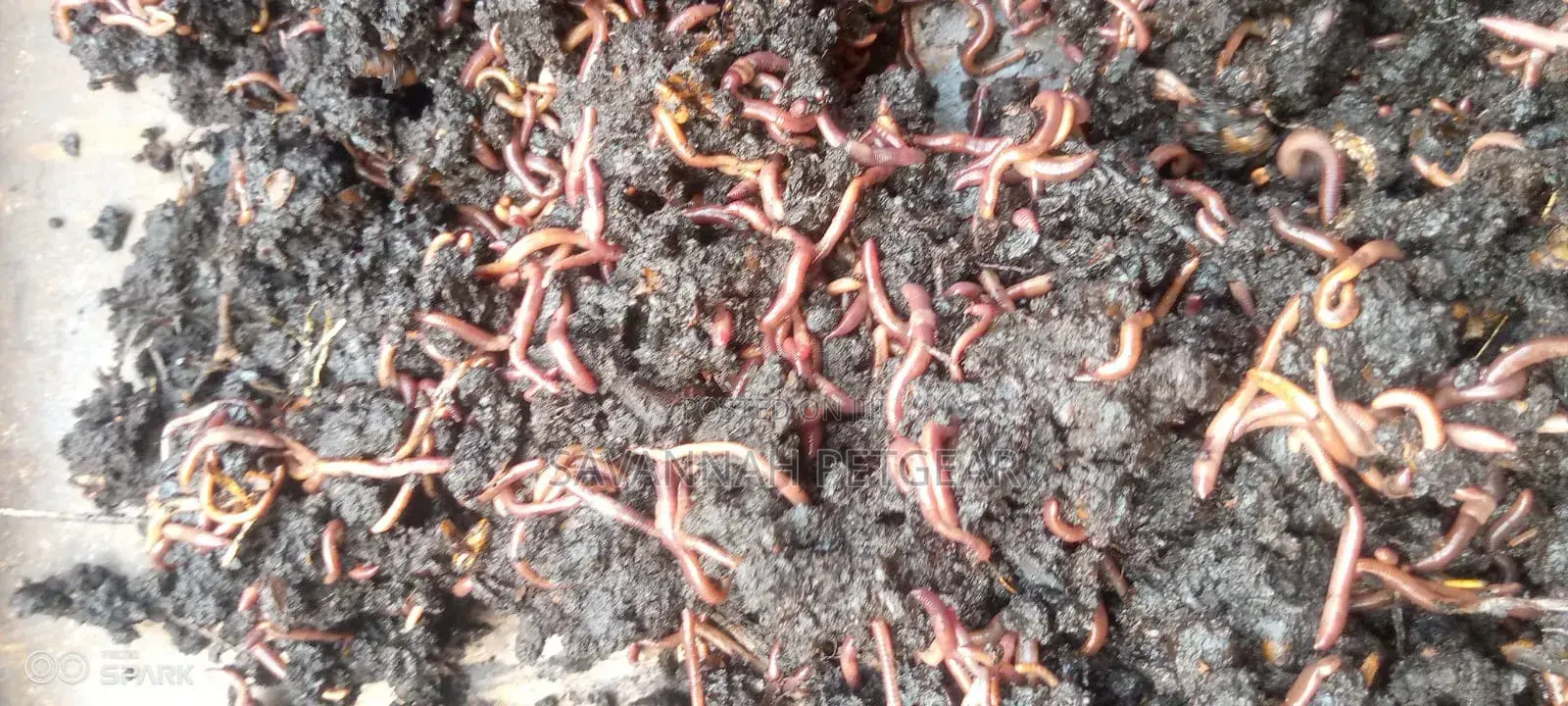 Red Wiggler Worms Red Worms for Propagation (Eisenia Fetida) - 5kg