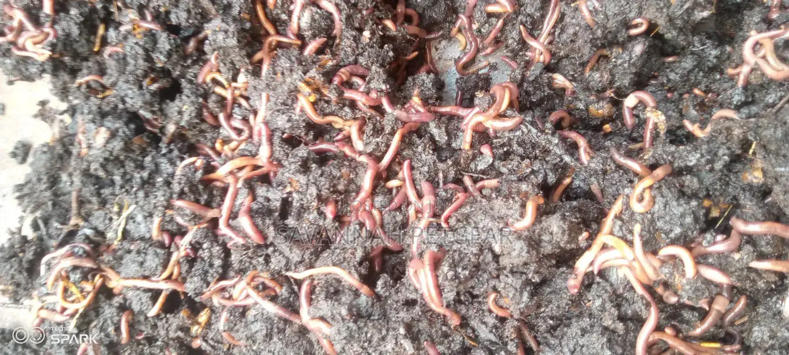 Red Wiggler Worms Red Worms for Propagation (Eisenia Fetida) - 5kg