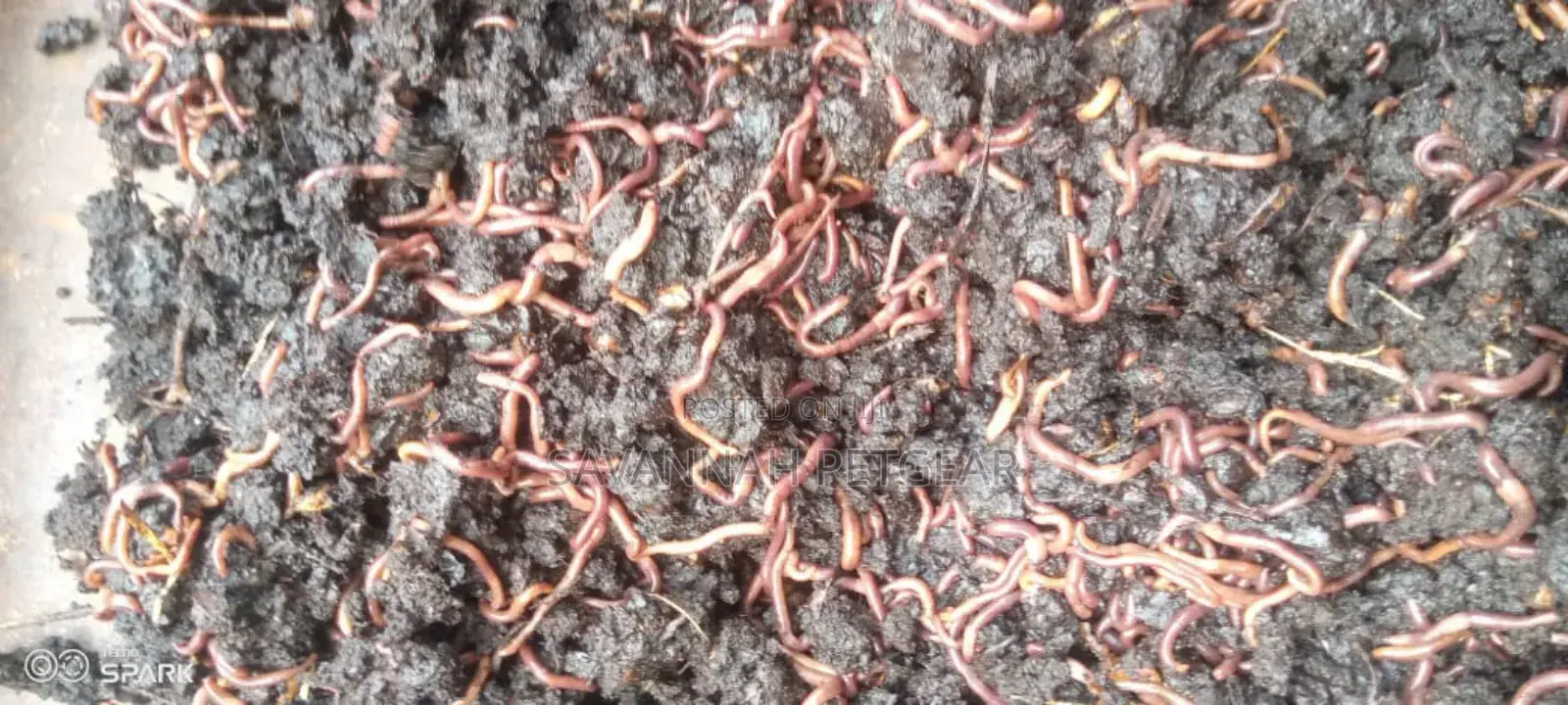 Red Wiggler Worms Red Worms for Propagation (Eisenia Fetida) - 5kg