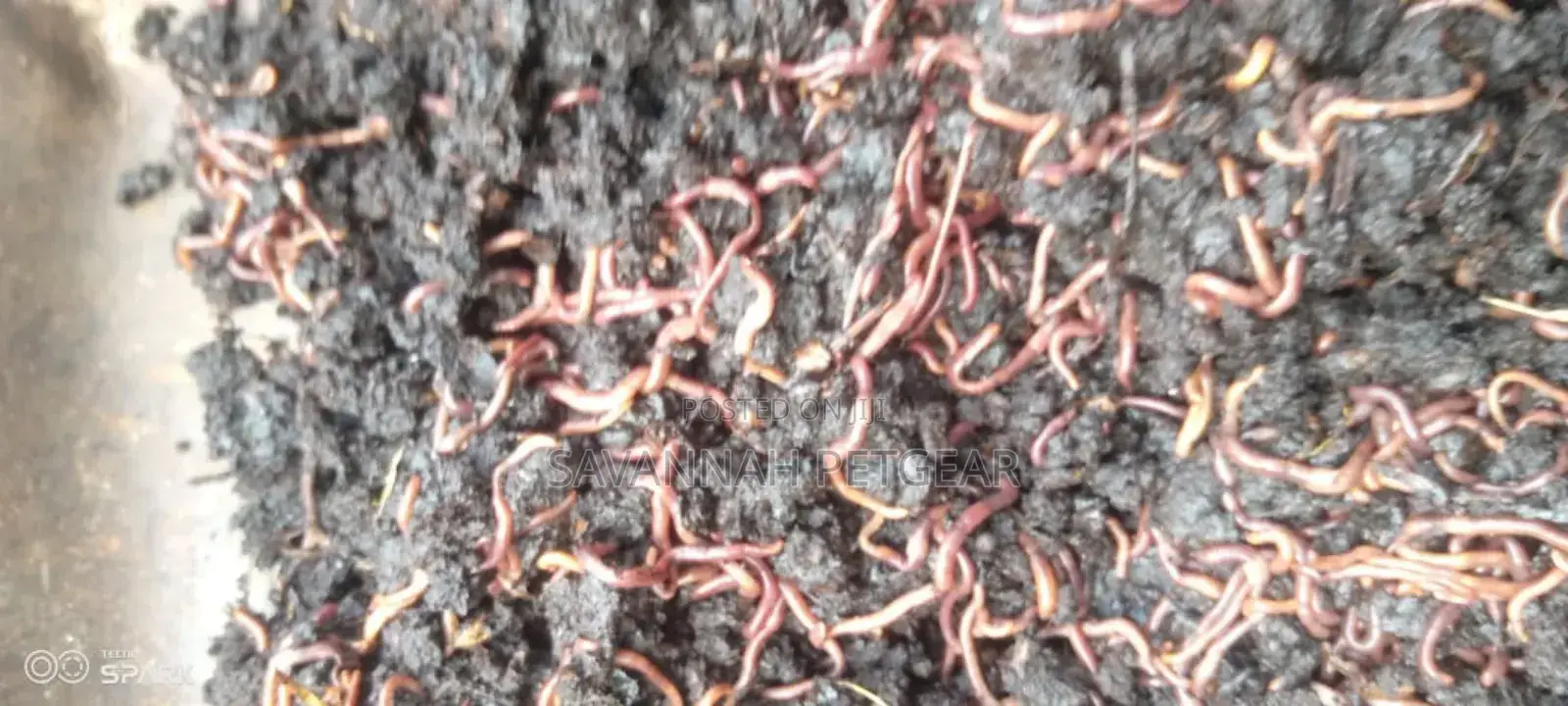 Red Wiggler Worms Red Worms for Propagation (Eisenia Fetida) - 5kg