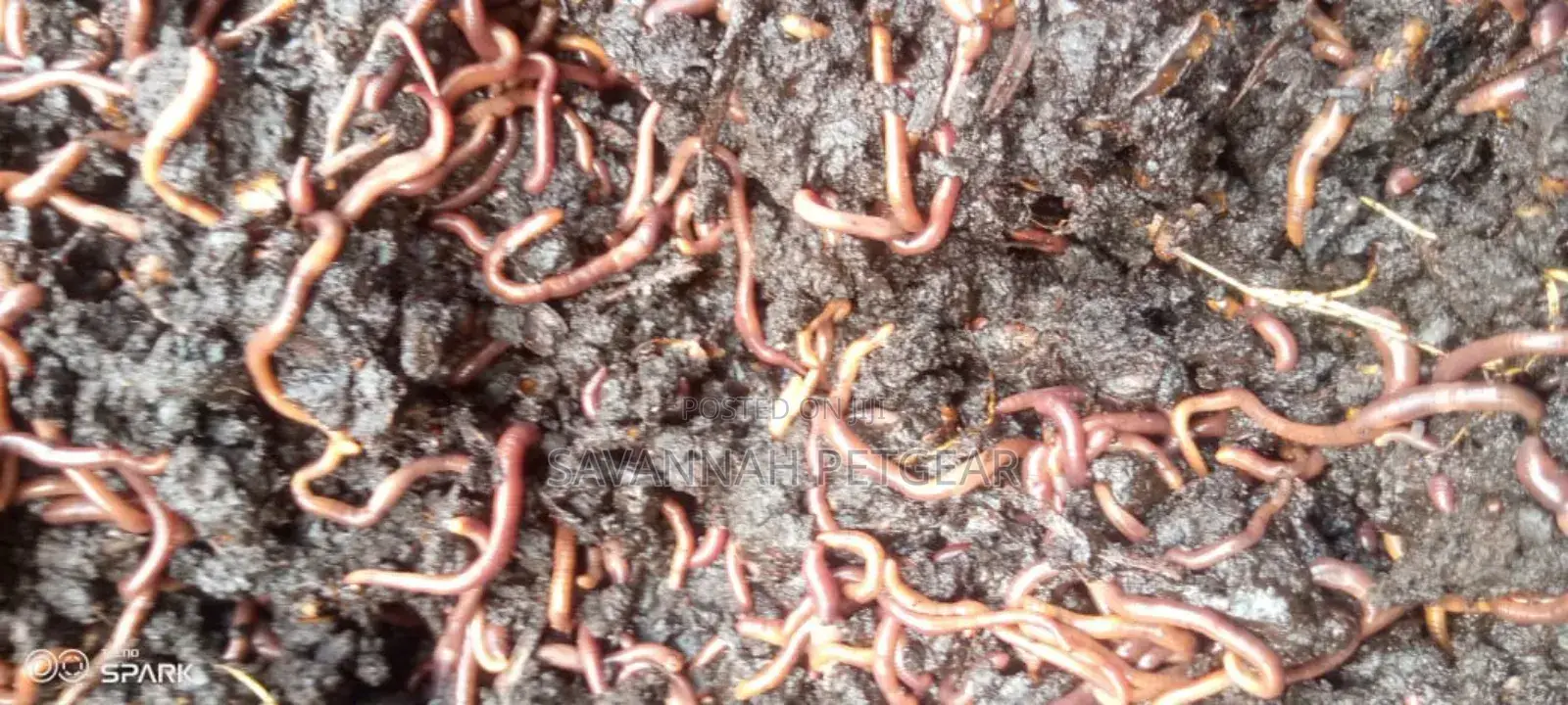 Red Wiggler Worms Red Worms for Propagation (Eisenia Fetida) - 5kg