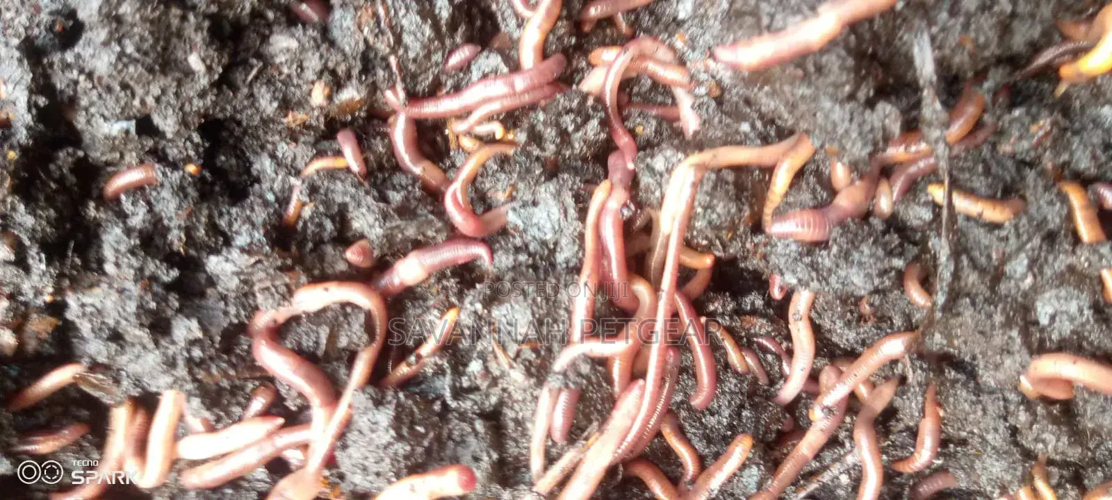 Red Wiggler Worms Red Worms for Propagation (Eisenia Fetida) - 5kg