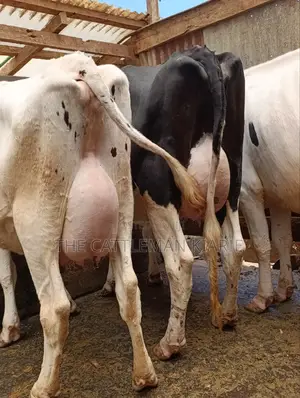 Githunguri Dairy Cows