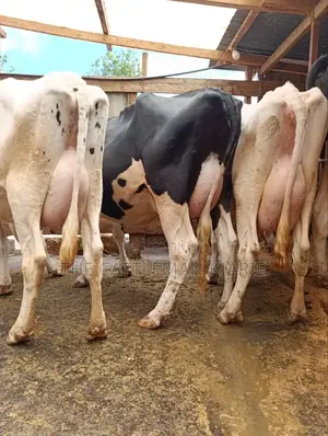Githunguri Dairy Cows