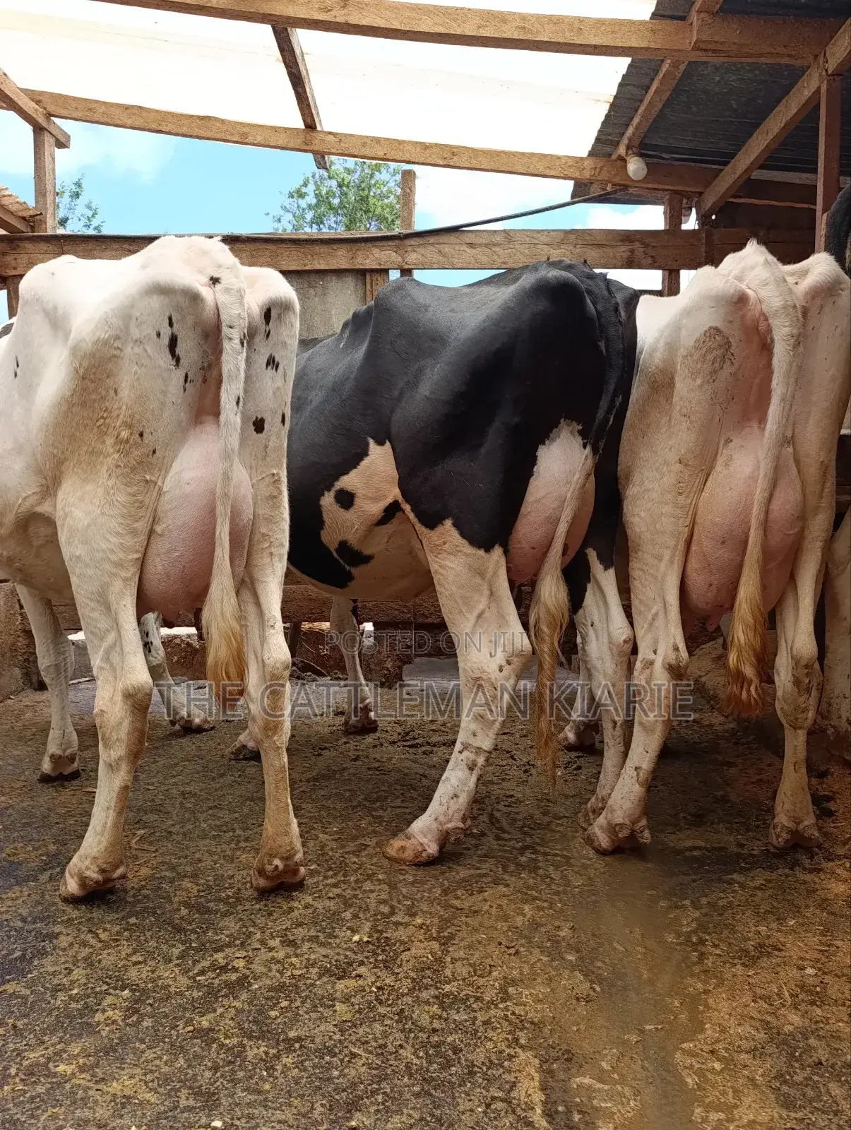 Githunguri Dairy Cows