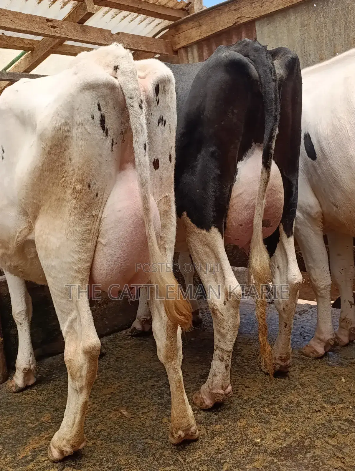 Githunguri Dairy Cows