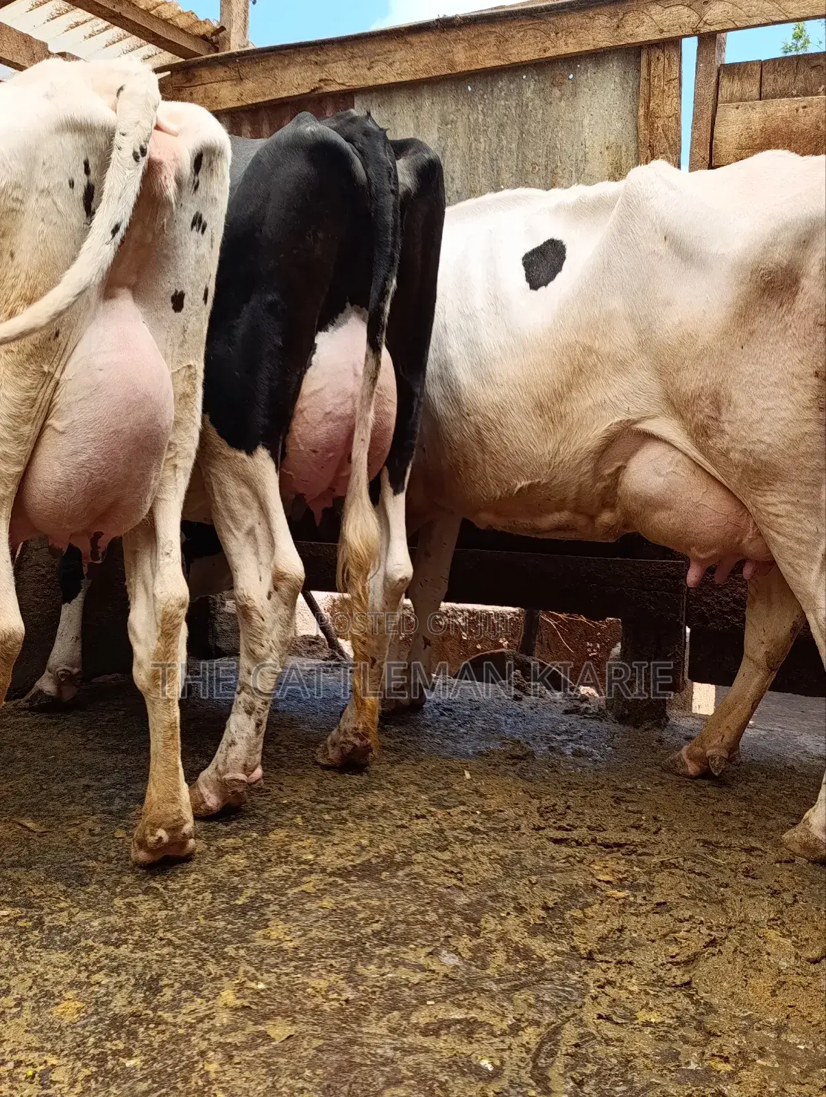 Githunguri Dairy Cows