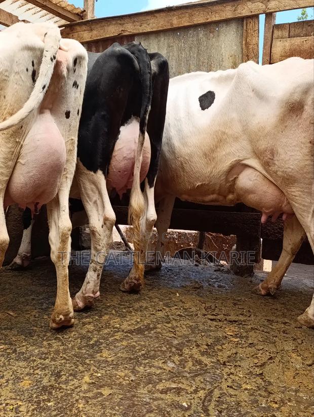 Githunguri Dairy Cows - thumbnail 6
